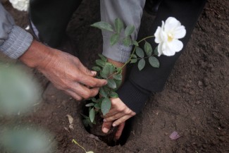 Two sets of hands plant a white flower in the ground.